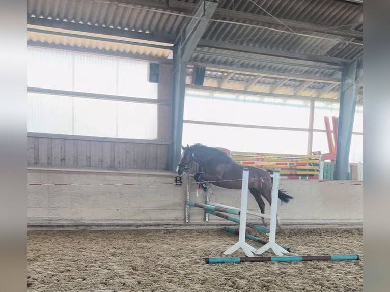 Westfale Wallach 5 Jahre 166 cm Brauner in Rosenheim