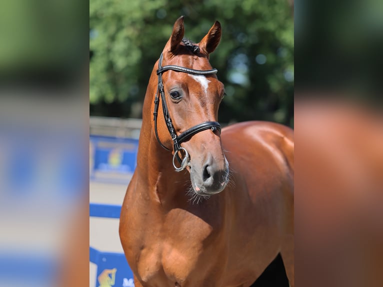 Westfale Wallach 5 Jahre 166 cm Brauner in Diepholz