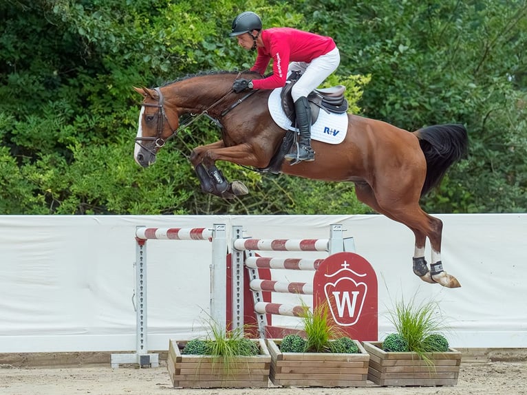 Westfale Wallach 5 Jahre 166 cm Brauner in Münster