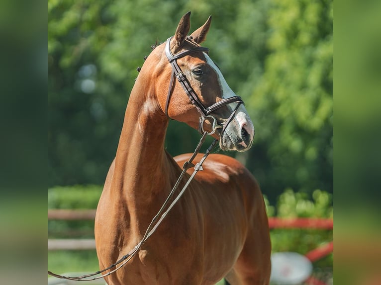 Westfale Wallach 5 Jahre 166 cm Brauner in Münster