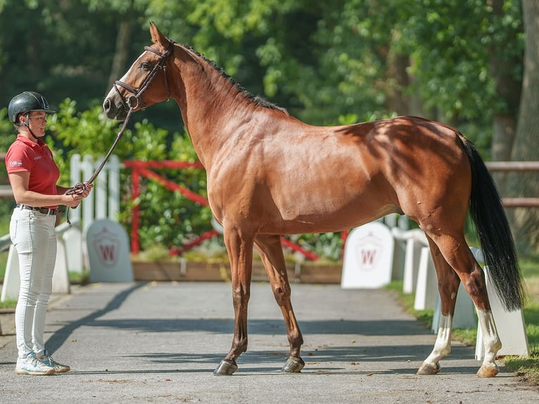 Westfale Wallach 5 Jahre 166 cm Brauner in Münster