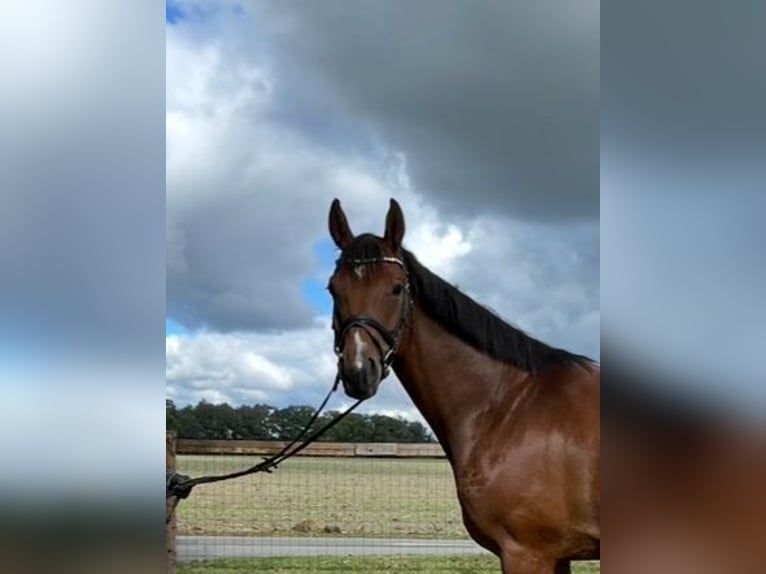 Westfale Wallach 5 Jahre 166 cm Brauner in Versmold