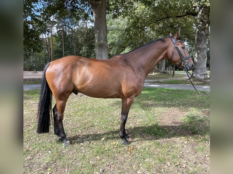 Westfale Wallach 5 Jahre 166 cm Brauner in Versmold