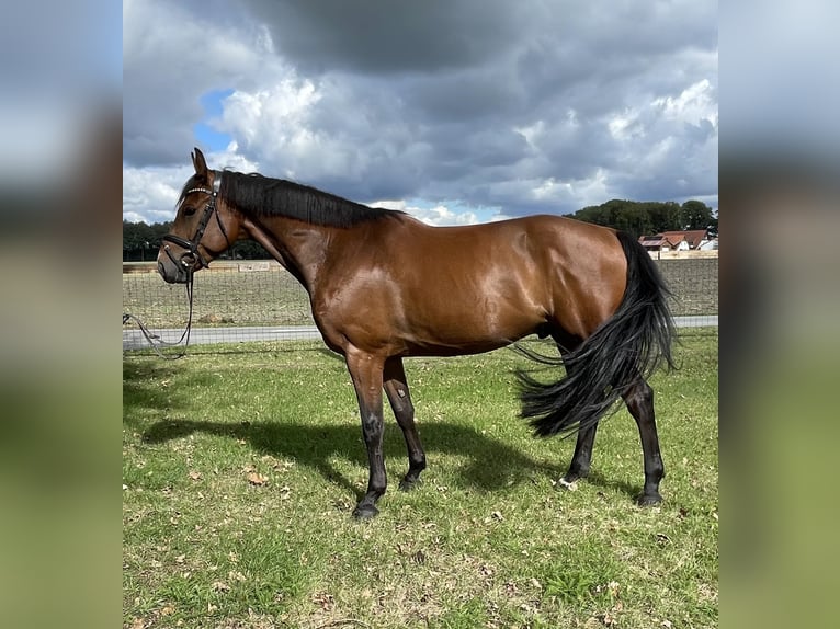 Westfale Wallach 5 Jahre 166 cm Brauner in Versmold