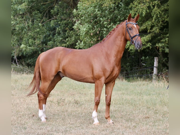Westfale Wallach 5 Jahre 166 cm Fuchs in Nordwalde