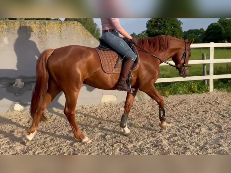 Westfale Wallach 5 Jahre 166 cm Fuchs in H&#xF6;rstel/Dreierwalde