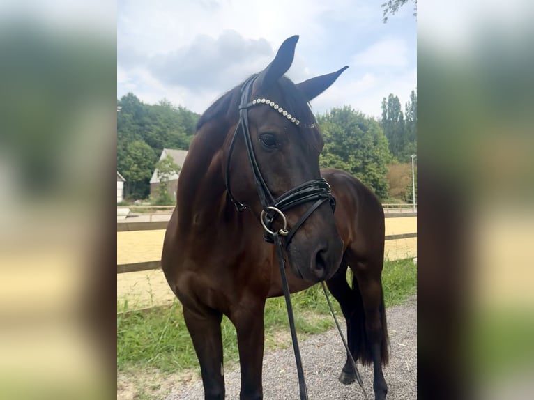 Westfale Wallach 5 Jahre 166 cm Rappe in Bochum