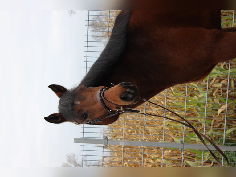 Westfale Wallach 5 Jahre 167 cm Brauner in Bad Nenndorf