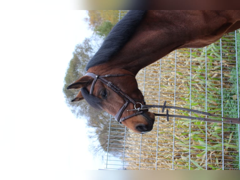 Westfale Wallach 5 Jahre 167 cm Brauner in Bad Nenndorf