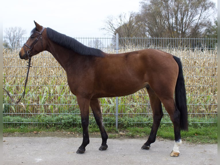 Westfale Wallach 5 Jahre 167 cm Brauner in Bad Nenndorf