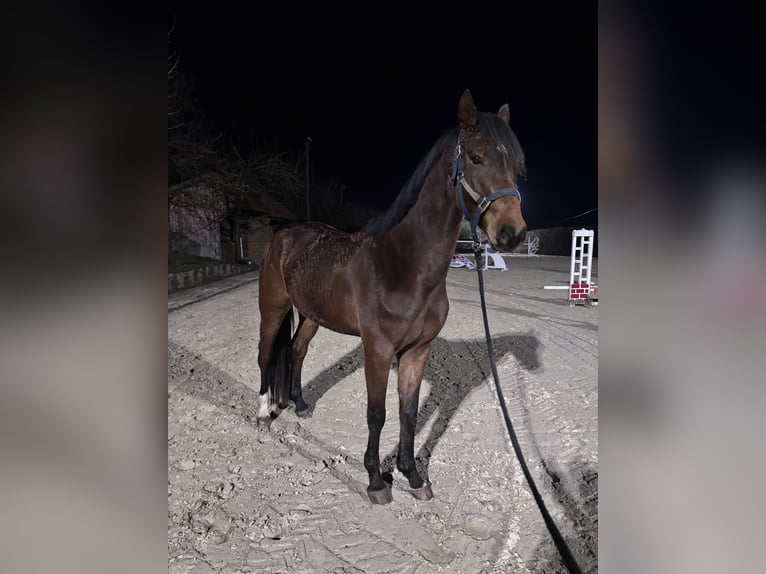 Westfale Wallach 5 Jahre 167 cm Brauner in Osnabrück