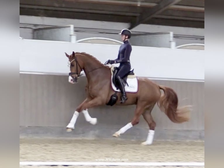 Westfale Wallach 5 Jahre 167 cm Dunkelfuchs in Greven