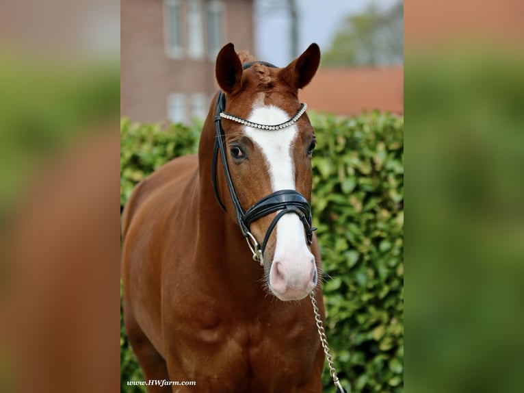 Westfale Wallach 5 Jahre 167 cm Dunkelfuchs in Greven