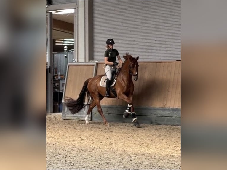 Westfale Wallach 5 Jahre 167 cm Dunkelfuchs in Wunstorf