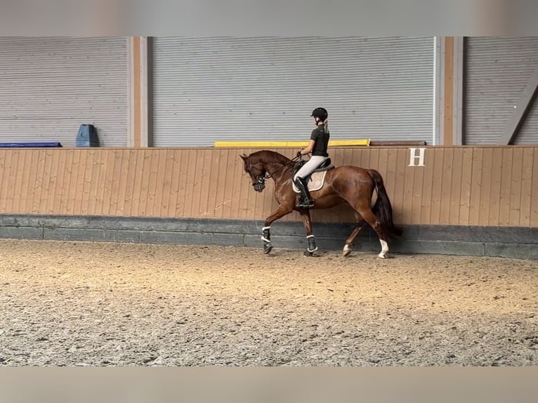 Westfale Wallach 5 Jahre 167 cm Dunkelfuchs in Wunstorf