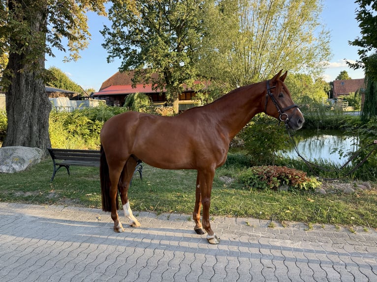 Westfale Wallach 5 Jahre 167 cm Dunkelfuchs in Wunstorf