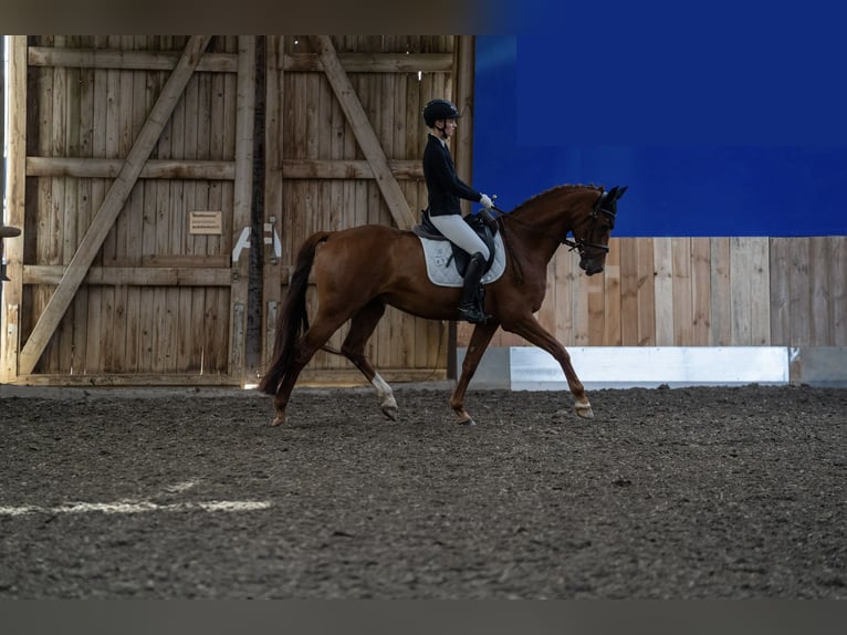 Westfale Wallach 5 Jahre 167 cm Dunkelfuchs in Wunstorf
