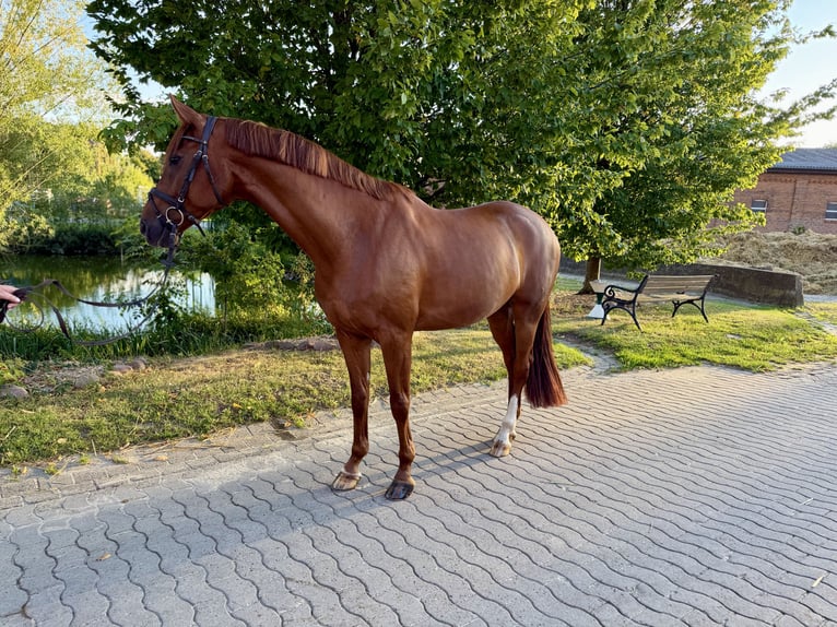 Westfale Wallach 5 Jahre 167 cm Dunkelfuchs in Wunstorf