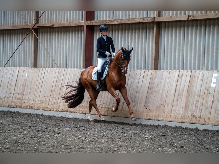 Westfale Wallach 5 Jahre 167 cm Dunkelfuchs in Wunstorf