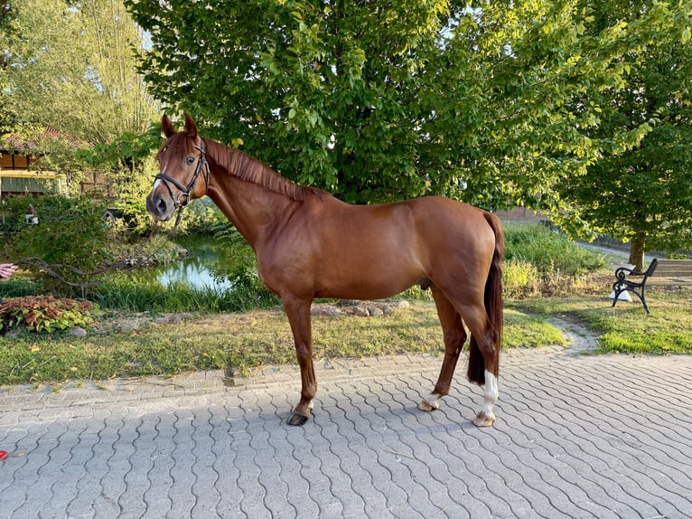 Westfale Wallach 5 Jahre 167 cm Dunkelfuchs in Wunstorf