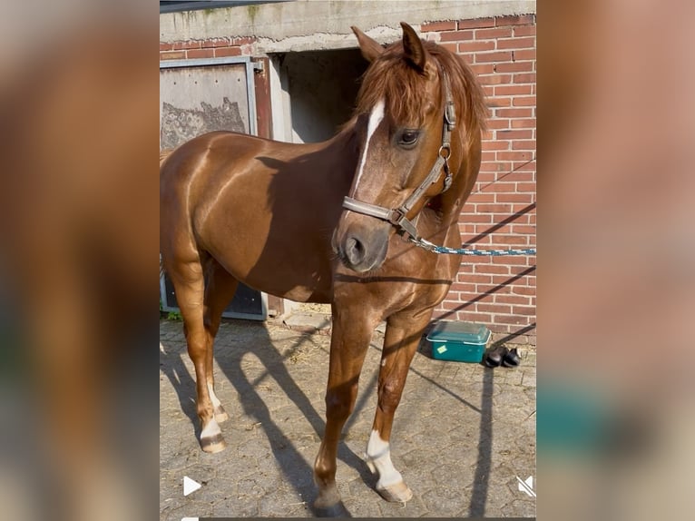 Westfale Wallach 5 Jahre 167 cm Fuchs in H&#xF6;rstel/Dreierwalde