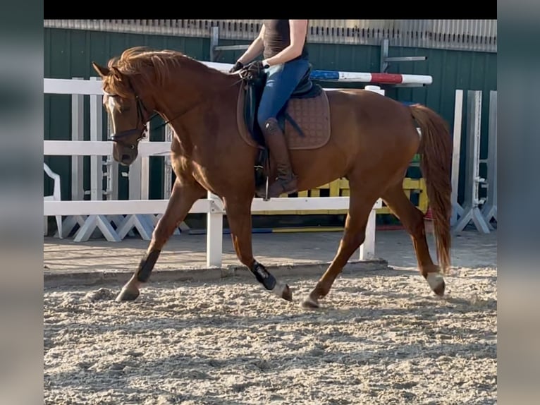 Westfale Wallach 5 Jahre 167 cm Fuchs in H&#xF6;rstel/Dreierwalde