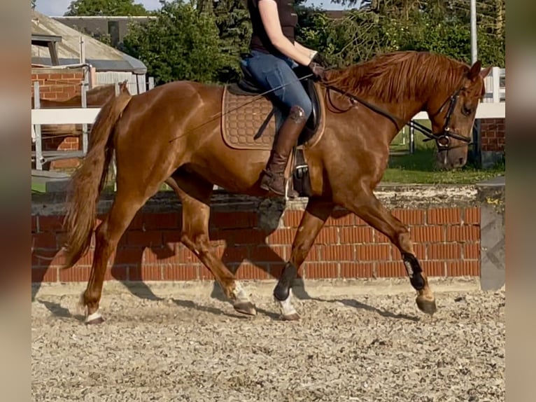 Westfale Wallach 5 Jahre 167 cm Fuchs in H&#xF6;rstel/Dreierwalde