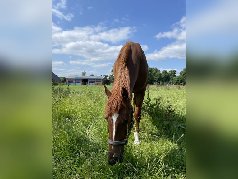 Westfale Wallach 5 Jahre 167 cm Fuchs in H&#xF6;rstel/Dreierwalde