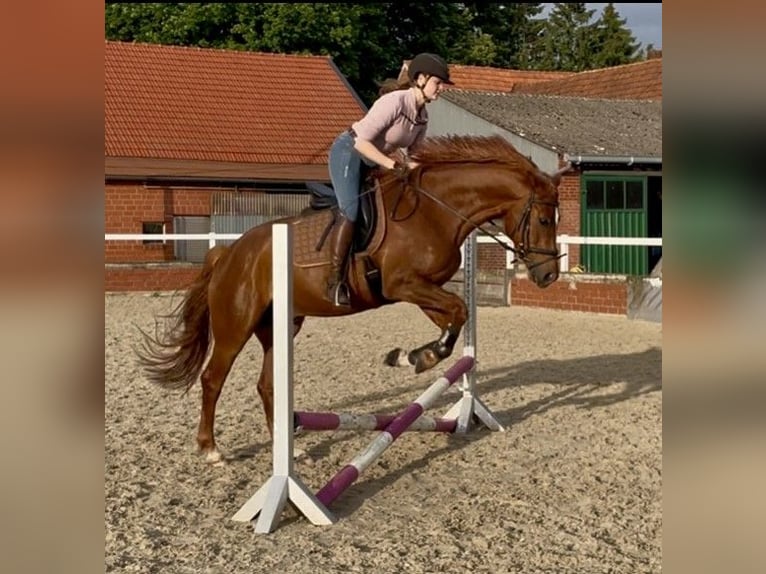Westfale Wallach 5 Jahre 167 cm Fuchs in H&#xF6;rstel/Dreierwalde