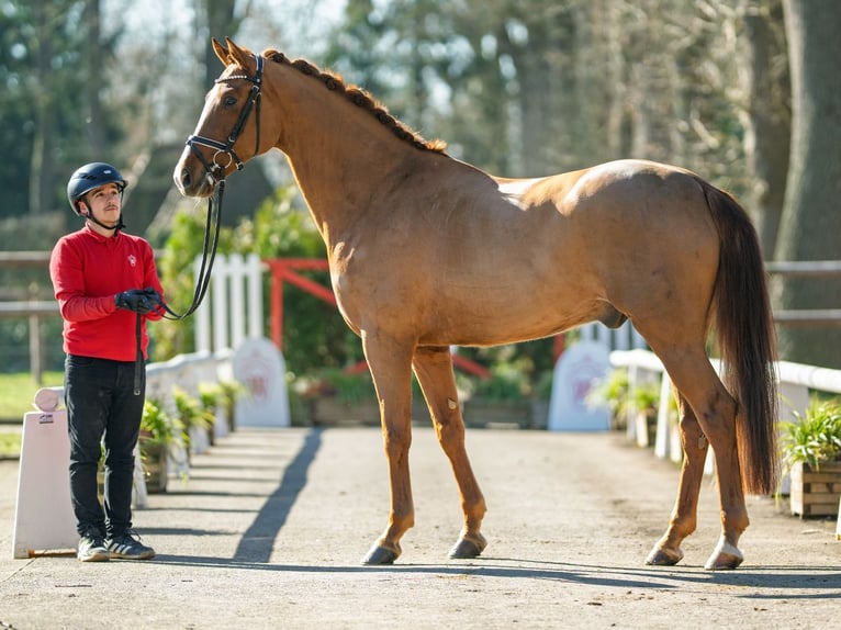 Westfale Wallach 5 Jahre 167 cm Fuchs in Münster-Handorf