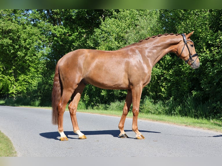 Westfale Wallach 5 Jahre 167 cm Fuchs in Nottuln