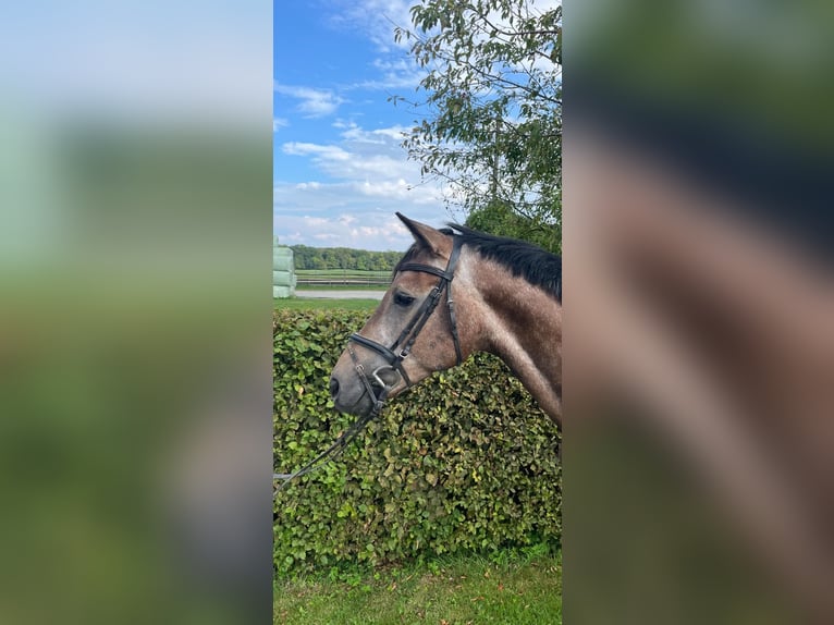 Westfale Wallach 5 Jahre 167 cm Kann Schimmel werden in Lippetal