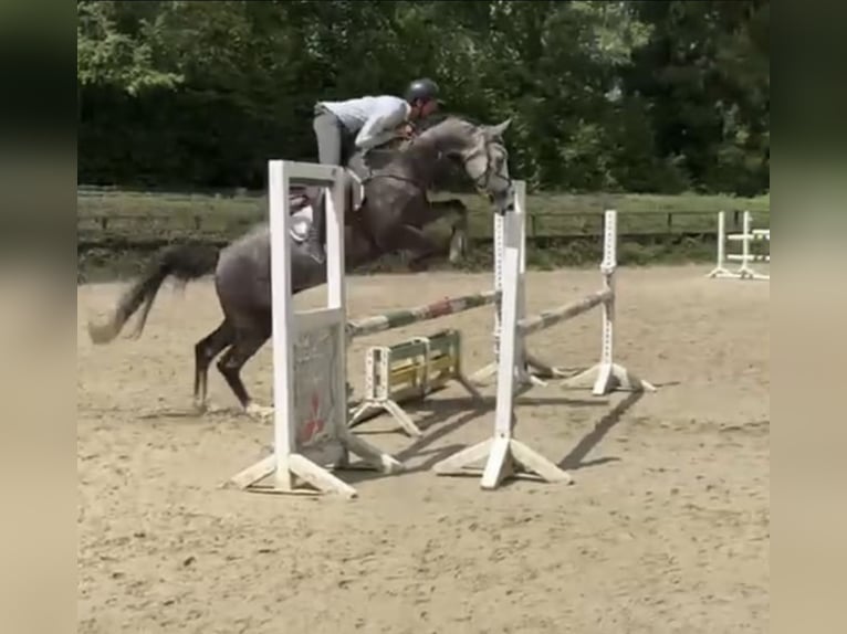 Westfale Wallach 5 Jahre 167 cm Schimmel in Windhagen