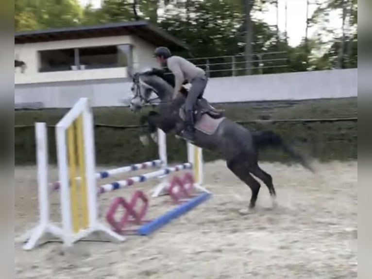 Westfale Wallach 5 Jahre 167 cm Schimmel in Windhagen