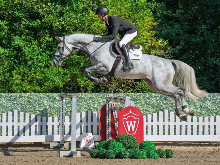 Westfale Wallach 5 Jahre 167 cm Schimmel in M&#xFC;nster-Handorf