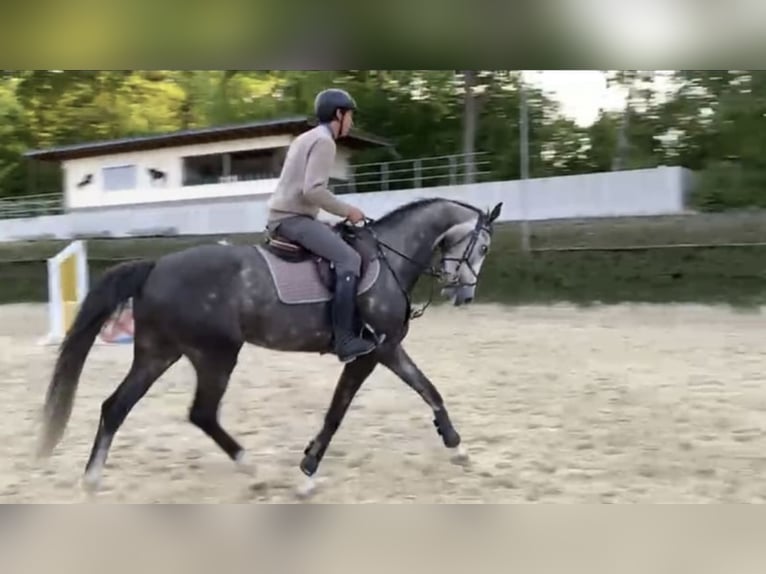 Westfale Wallach 5 Jahre 167 cm in Windhagen