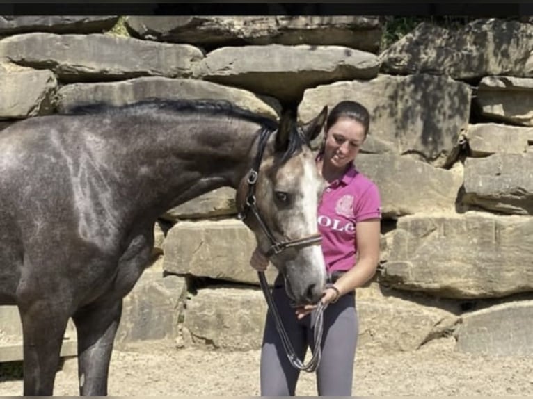 Westfale Wallach 5 Jahre 167 cm in Windhagen