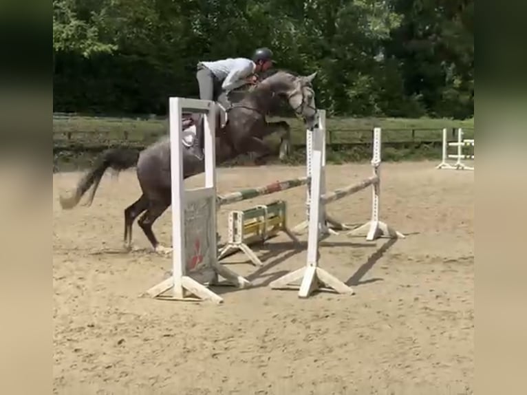 Westfale Wallach 5 Jahre 167 cm in Windhagen