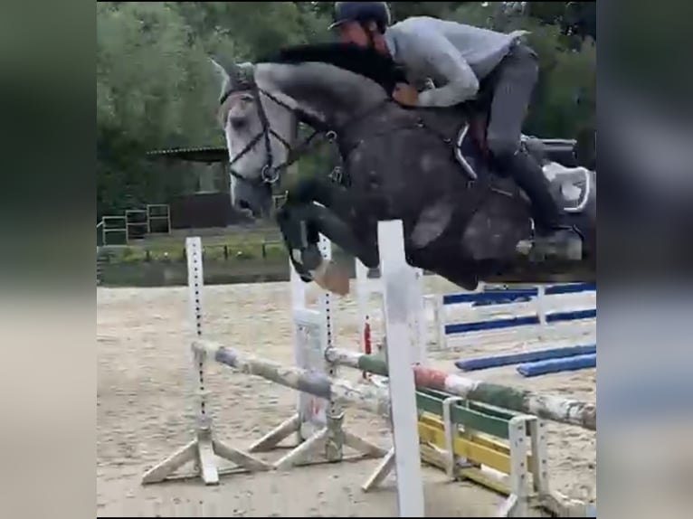 Westfale Wallach 5 Jahre 167 cm in Windhagen