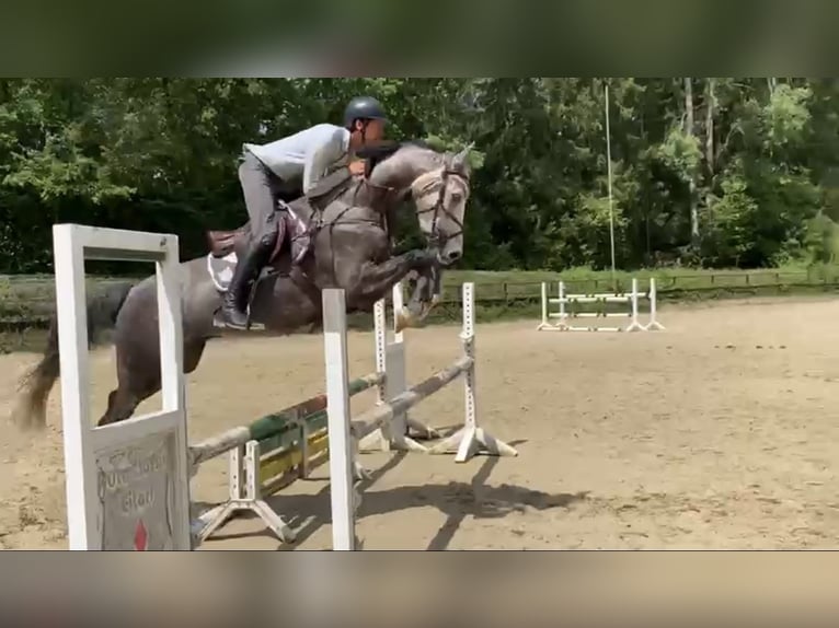 Westfale Wallach 5 Jahre 167 cm in Windhagen