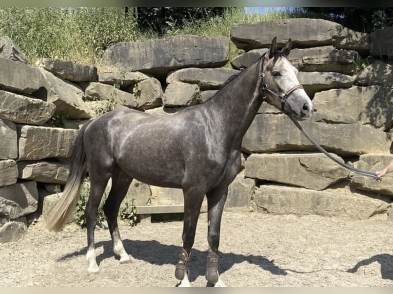 Westfale Wallach 5 Jahre 167 cm in Windhagen