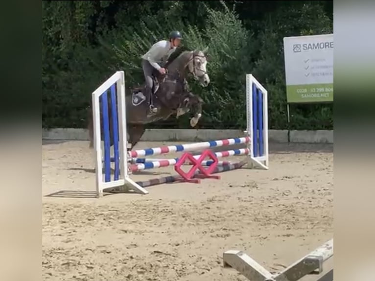 Westfale Wallach 5 Jahre 167 cm in Windhagen