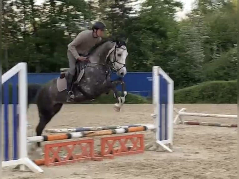 Westfale Wallach 5 Jahre 167 cm in Windhagen