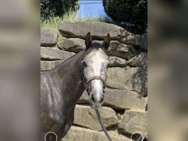 Westfale Wallach 5 Jahre 167 cm in Windhagen