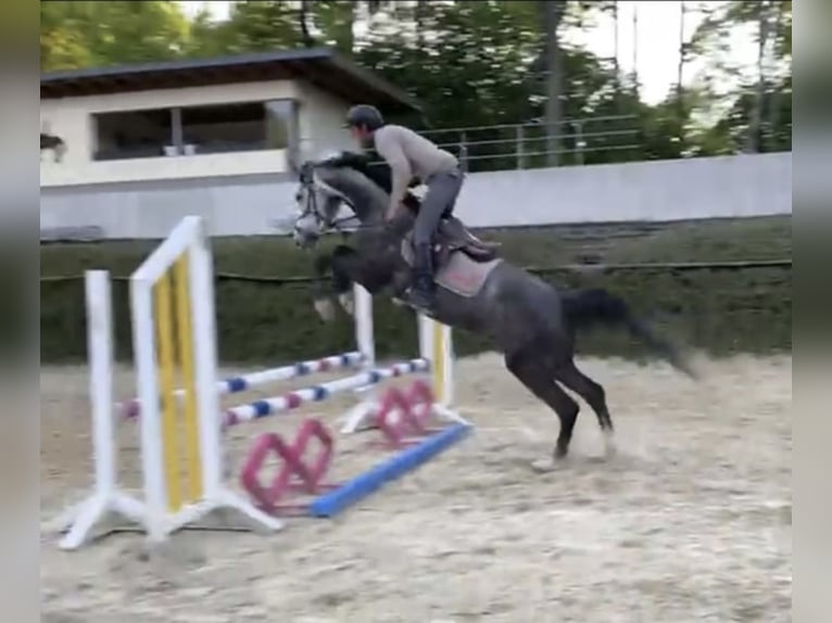 Westfale Wallach 5 Jahre 167 cm in Windhagen
