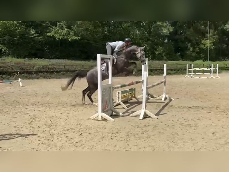 Westfale Wallach 5 Jahre 167 cm in Windhagen
