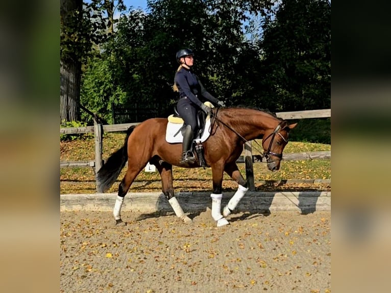 Westfale Wallach 5 Jahre 168 cm Brauner in Kempen