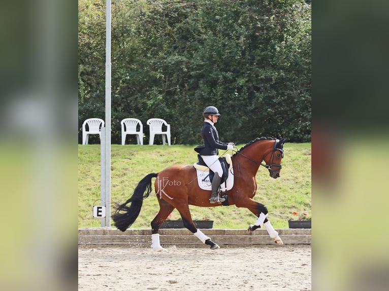 Westfale Wallach 5 Jahre 168 cm Brauner in Kempen