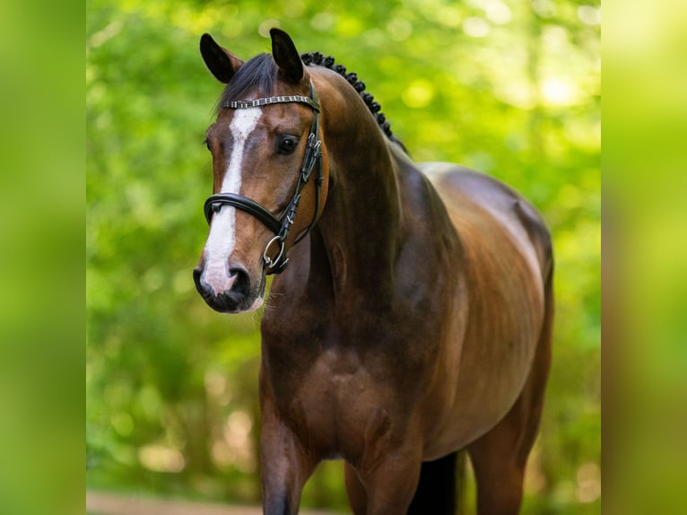 Westfale Wallach 5 Jahre 168 cm Brauner in Dronten