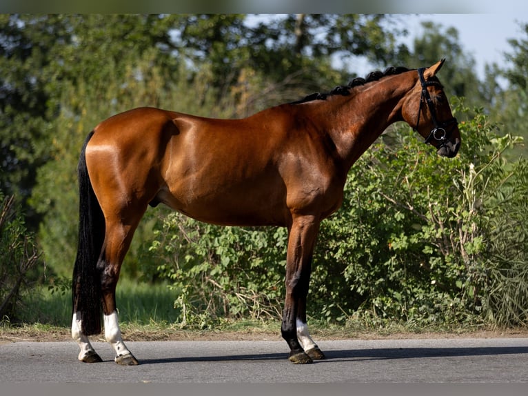 Westfale Wallach 5 Jahre 168 cm Brauner in Rosenheim